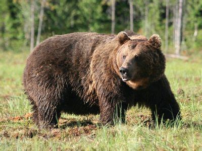 Основные характеристики медведь услуги