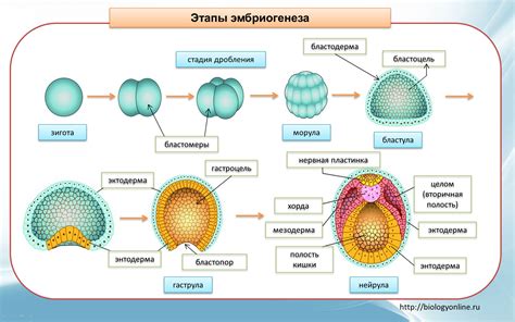 Основные характеристики нативного эмбриона