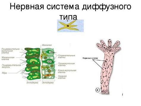 Основные характеристики нервной системы диффузного типа