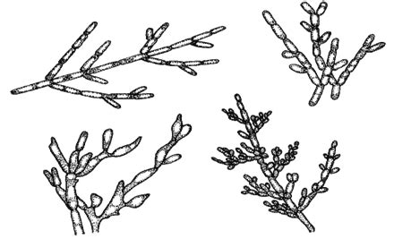 Основные характеристики нитей псевдомицелия дрожжеподобных грибов