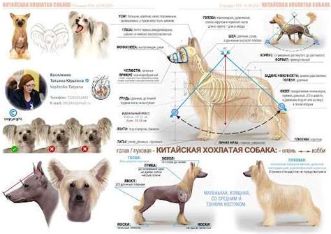 Основные характеристики стандарта породы