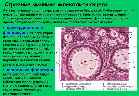 Основные характеристики фолликулов множественных по периферии