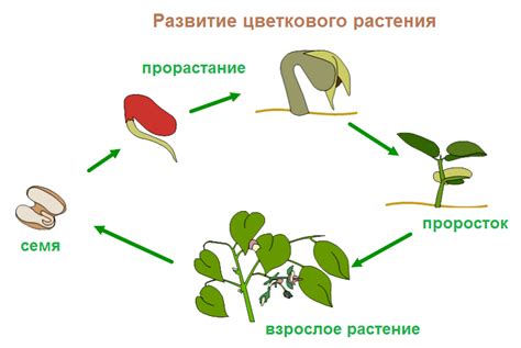 Основные этапы роста