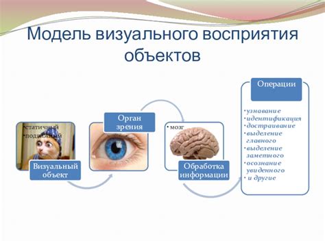 Особенности восприятия прикосновений разными частями тела