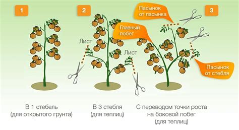 Особенности выращивания детерминантных сортов томатов