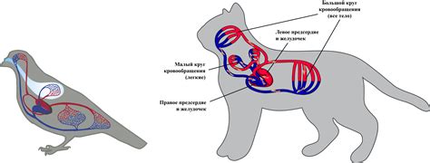 Особенности замкнутой кровеносной системы у разных видов животных