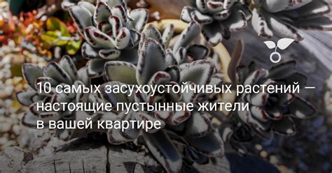 Особенности засухоустойчивых растений