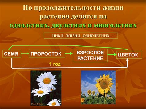 Особенности и цикл жизни однолетних растений