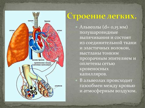 Особенности легких людей