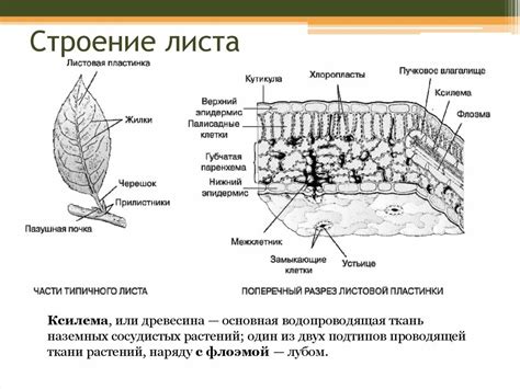 Особенности листовой земли