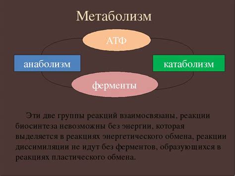 Особенности метаболизма растения