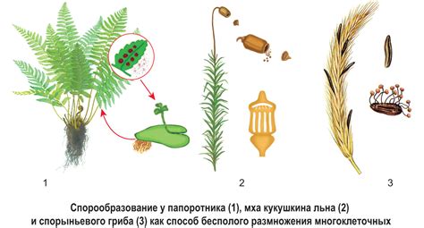 Особенности многоклеточных организмов