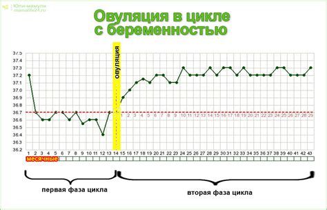 Особенности овуляции и возможность зачатия