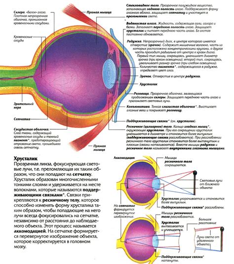 Особенности оптического человека: