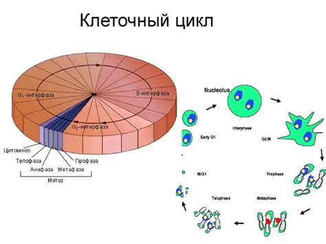 Особенности периода цикла