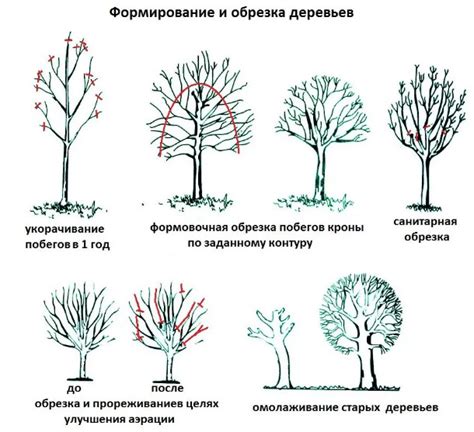 Особенности плодоносящих деревьев