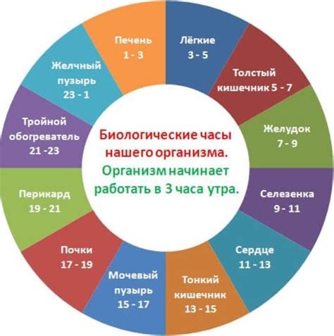 Особенности работы органов в разные времена суток