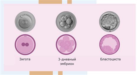 Особенности развития эмбрионов среднего качества