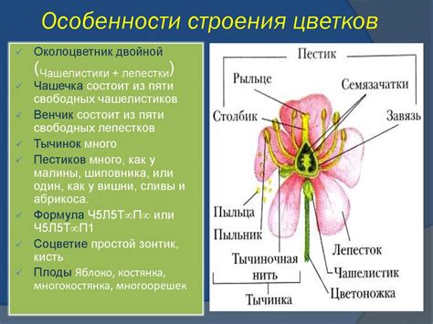 Особенности раздельнополых растений