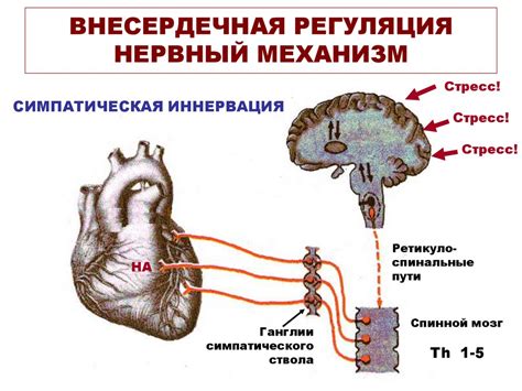 Особенности сердечной деятельности у мужчин