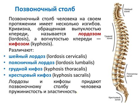 Особенности строения массивных позвонков