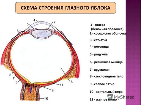 Особенности формирования глазного аппарата