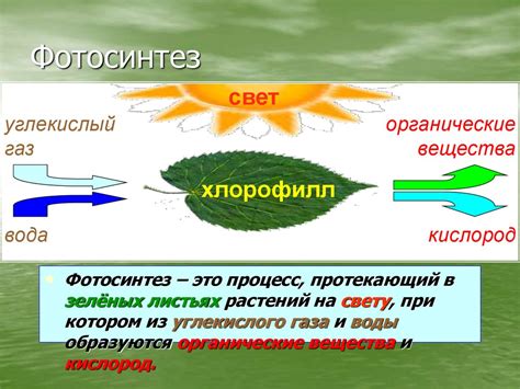 Особенности фотосинтеза