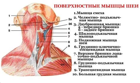 Особенности шеи с пером