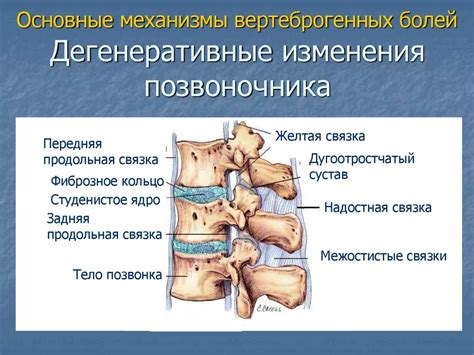 Остеохондроз: как дегенеративные изменения позвоночника вызывают онемение пятки