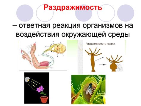 Ответная реакция на раздражители в окружающей среде