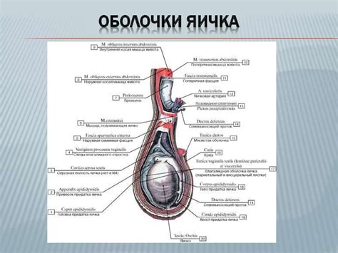 Отгадывая значение сна: что символизирует разбитая оболочка яичка
