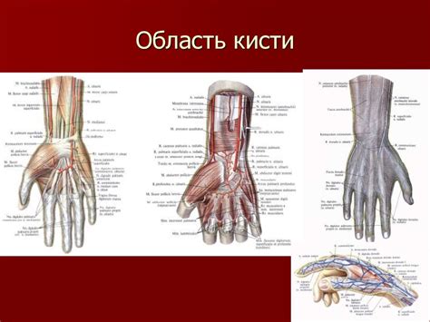 Отгадывая значения образа набухшей выпуклости в области кисти