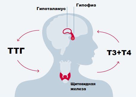 Отклонения уровня гормона ТТГ и их влияние на здоровье