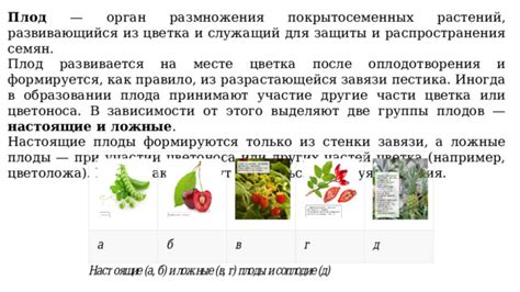 Отличие разбора луковиц от других методов размножения