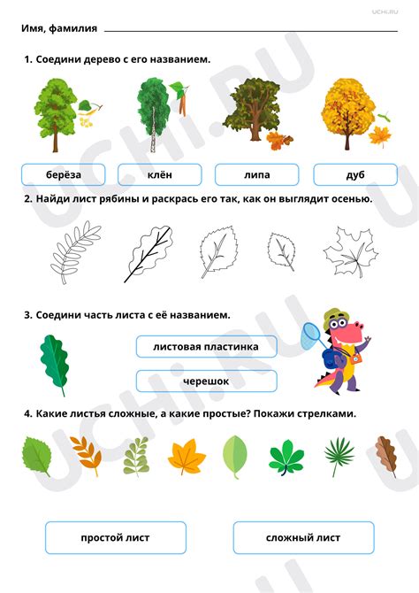 Отличительные особенности лиственных деревьев