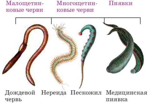 Отличительные особенности масти черви