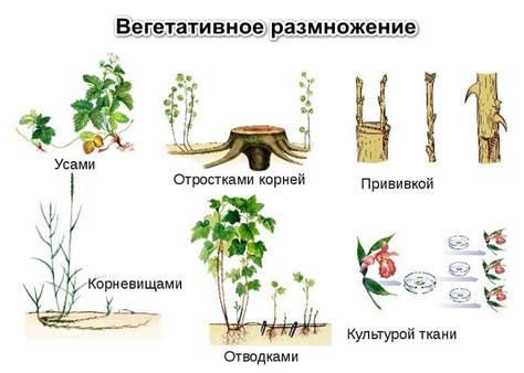 Отпочкование как метод размножения