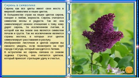 Отражение внутреннего пробуждения и чувства радости в символике сирени в сновидениях