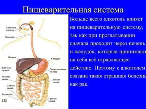 Отрицательные последствия алкоголя для пищеварительной системы