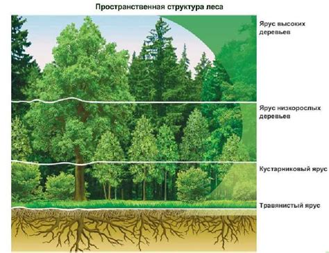 Отсутствие растений в плеотоне