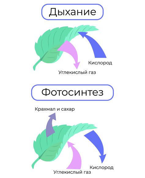 Отсутствие растений и плеотон