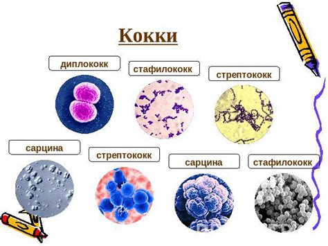 Отсутствие флоры в мазке: причины и последствия