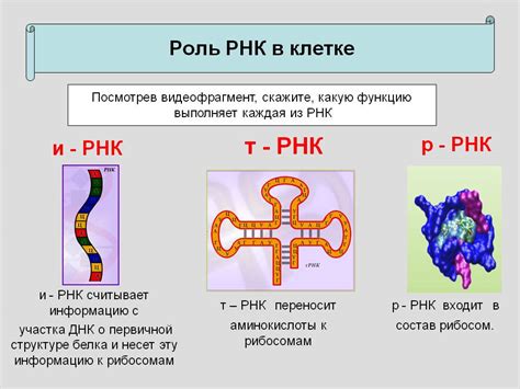 ПЦР РНК HCV отрицательный: значение и диагноз