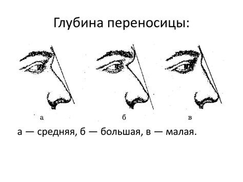 Пазухи в анатомии человека