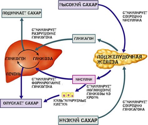 Панкреас: инсулин, глюкагон