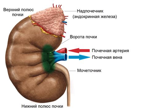 Парапельвикальная киста левой почки