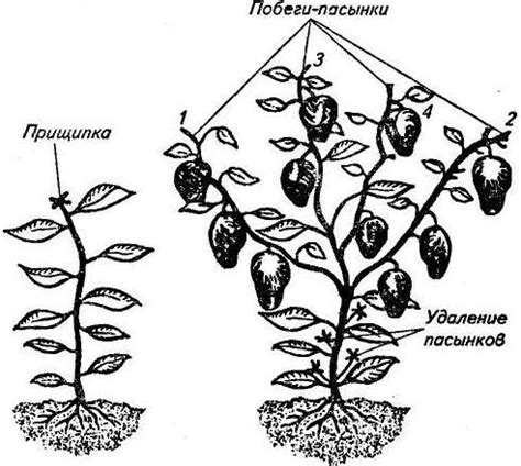 Пасынкование растений: преимущества и процесс