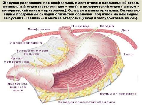 Патологии кишечника и анального отверстия