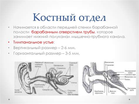 Патологии костной части слуховой трубы