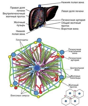 Патологии печени и почек